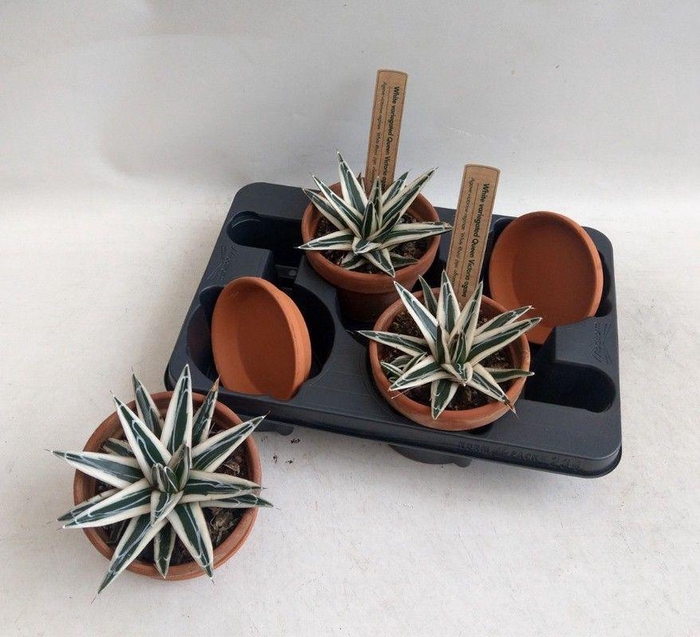 <h4>Agave victoriae-reginae White Rhino [variegated Queen Victoria Agave]</h4>