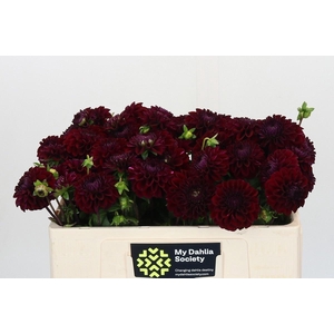 DAHLIA BLACK FOX