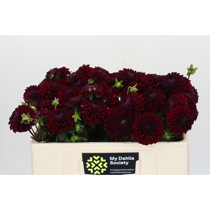 <h4>DAHLIA BLACK FOX</h4>