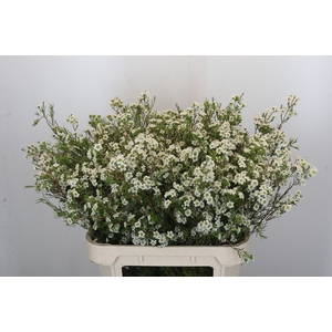 Chamelaucium Dancing Queen White