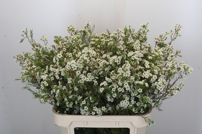 <h4>Chamelaucium Dancing Queen White</h4>