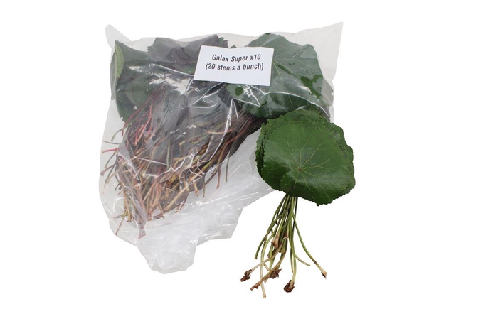 <h4>Galax Super V P X10</h4>