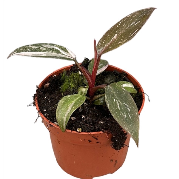 <h4>Philodendron Pink Princess Marble</h4>