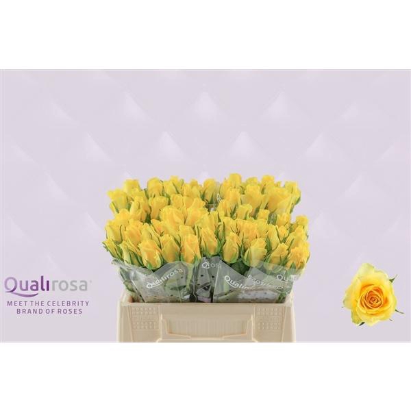 <h4>R Gr Moonwalk</h4>