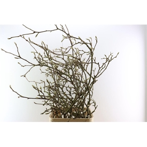 Magnolia Grandiflora Grillig White 150cm P Stem X5