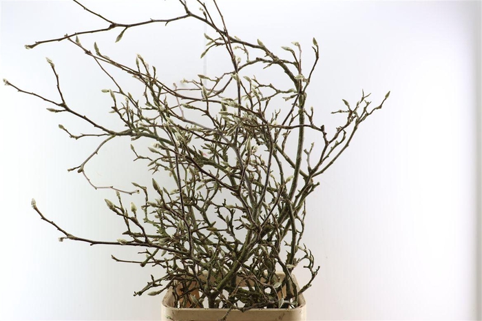 <h4>Magnolia Grandiflora Grillig White 150cm P Stem X5</h4>