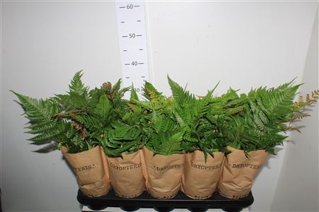<h4>Dryopteris Erythroso Ecohoes</h4>
