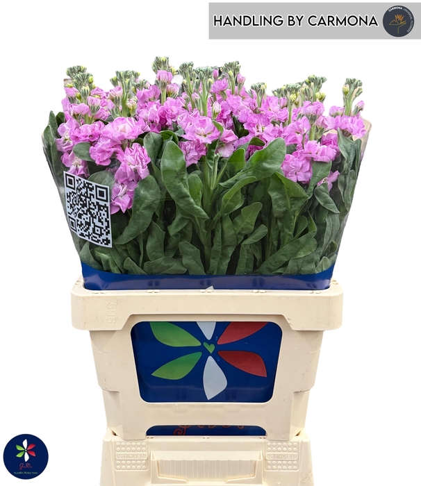 <h4>MATTH IRON PINK</h4>