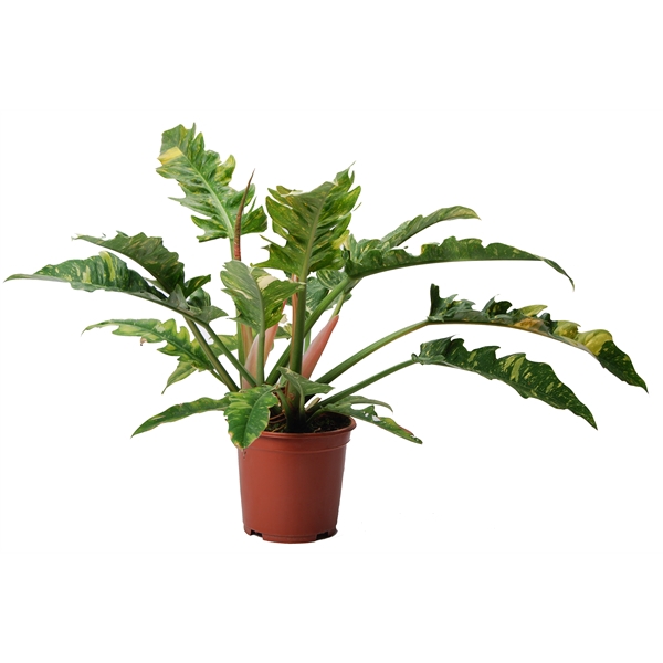 <h4>Philodendron narrow 'Ring of Fire' P19</h4>
