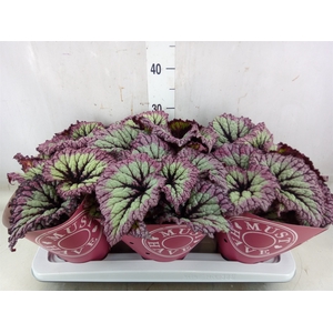 Begonia BD   ...