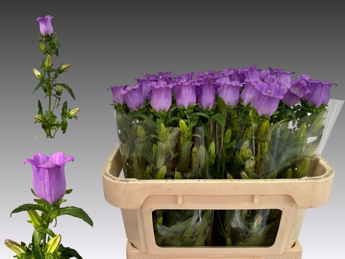 <h4>CAMP M CAM LILAC</h4>