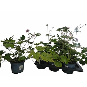 ANEM HUPEHENSIS