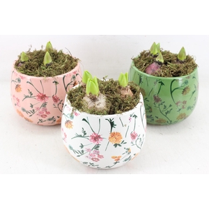 arr4 Hyacint FL - Early springtime rond x3