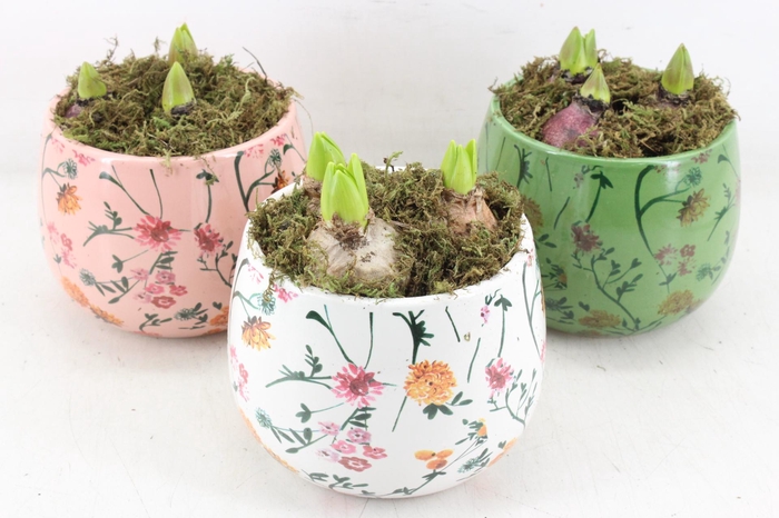 <h4>arr4 Hyacint FL - Early springtime rond x3</h4>