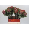 Banksia Coccinea