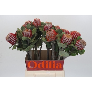 Banksia Coccinea