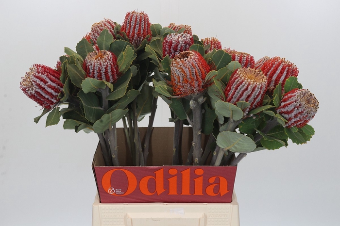 Banksia Coccinea