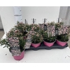 Andromeda polifolia Blue Ice 14Ø 25cm