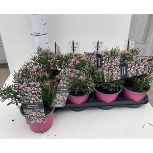 Andromeda polifolia Blue Ice 14Ø 25cm