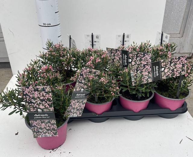 Andromeda polifolia Blue Ice 14Ø 25cm