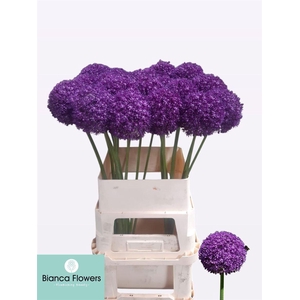 Allium Ambassador