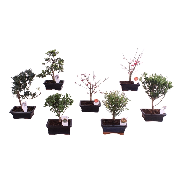 <h4>Outdoor Bonsai cv. pot 15cm</h4>