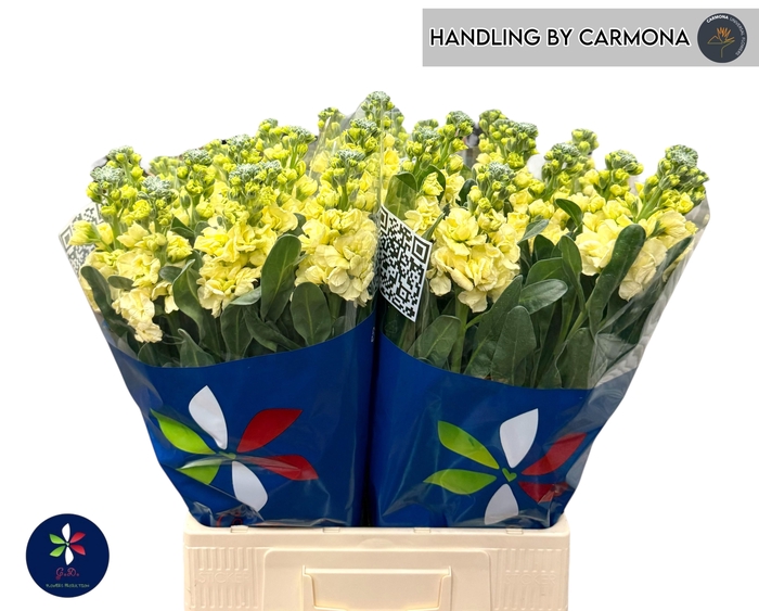 <h4>MATTH IRON YELLOW</h4>