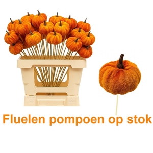 HUIS EN TUINDECO H%