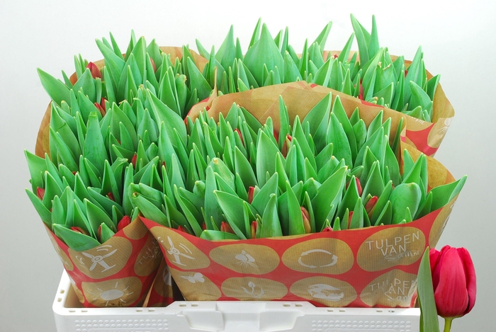 <h4>TU EN RED STONE</h4>