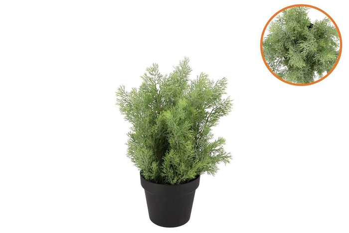 <h4>Silk Cypress Green In Pot S 18x18x20cm</h4>