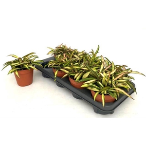 Hoya Wayetti Tricolor 12Ø 15cm