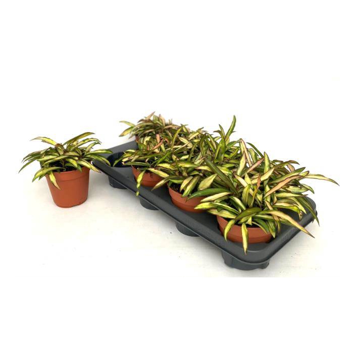 <h4>Hoya Wayetti Tricolor 12Ø 15cm</h4>