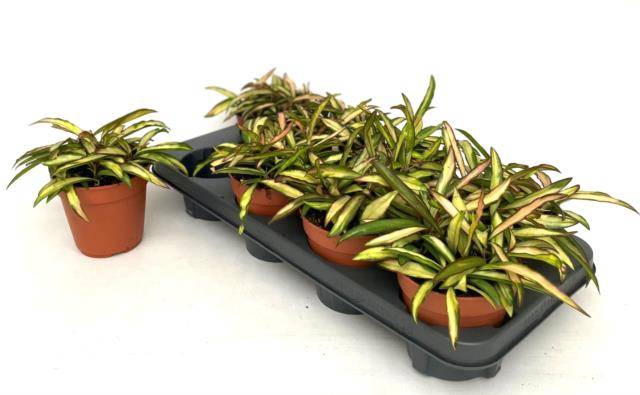 Hoya Wayetti Tricolor 12Ø 15cm