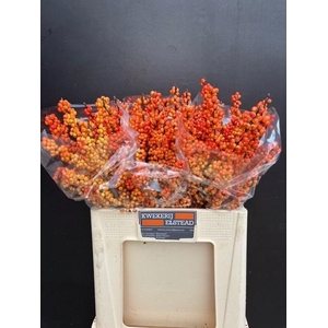 ILEX ILEXIA VICTORIA