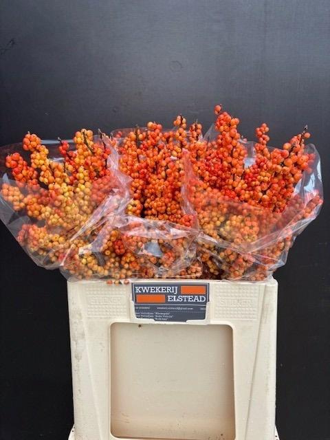 <h4>ILEX ILEXIA VICTORIA</h4>