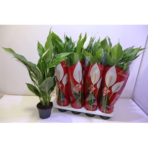 arr8 Spath Sweet Benito