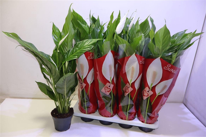 <h4>arr8 Spath Sweet Benito</h4>