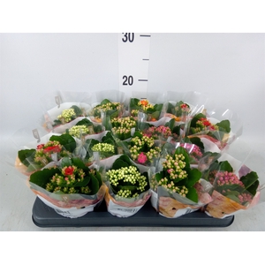 Kalanchoe blos. 'RoyalDon'   ..mix