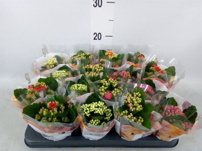 <h4>Kalanchoe blos. 'RoyalDon'   ..mix</h4>