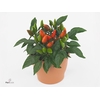 Capsicum Dark Orange