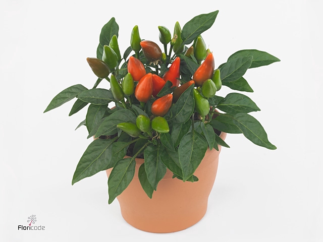 Capsicum Dark Orange