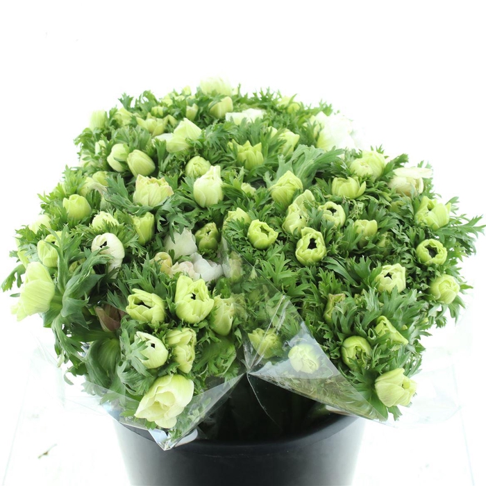 <h4>Anem Co Mar White</h4>