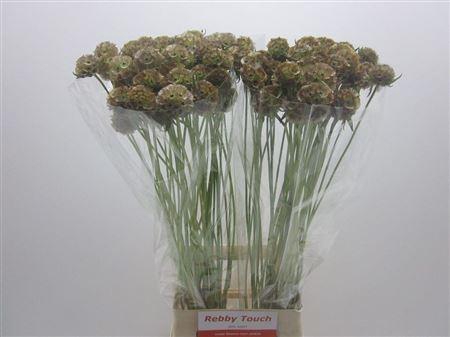<h4>Scabiosa Stellata Zd</h4>