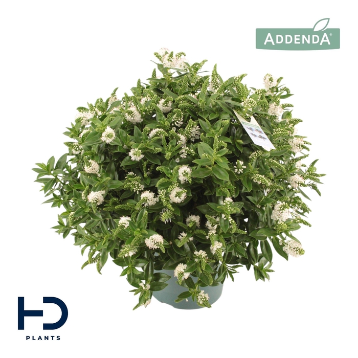 <h4>Hebe Addenda Jenna XL struik p17</h4>