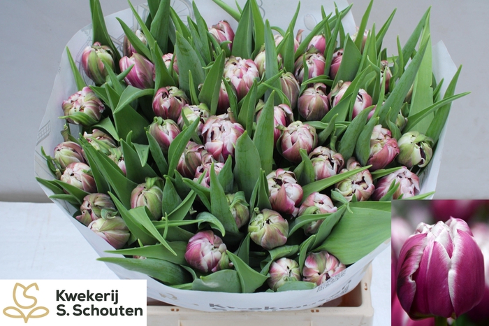 <h4>TU DU JOSER</h4>