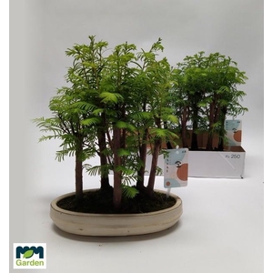 BONSAI OV