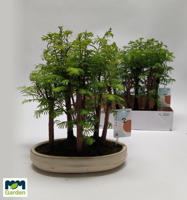 <h4>BONSAI OV</h4>
