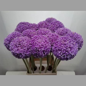 Allium Giganteum