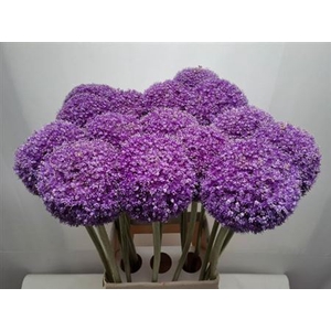 Allium Giganteum