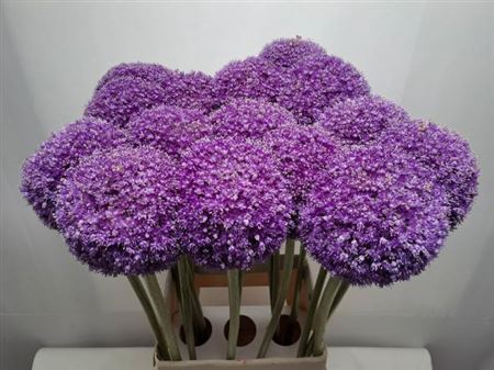<h4>Allium Giganteum</h4>